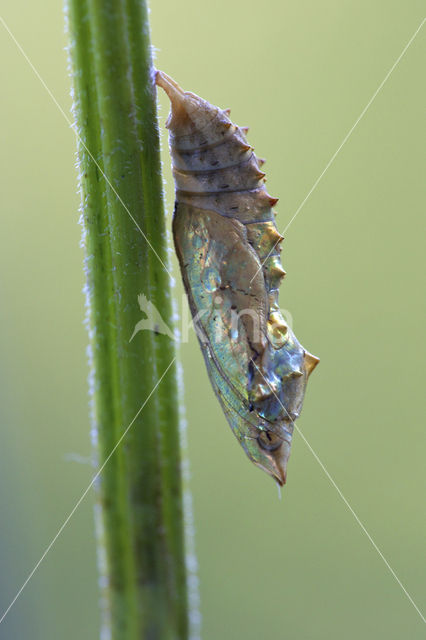 Kleine vos (Aglais urticae)