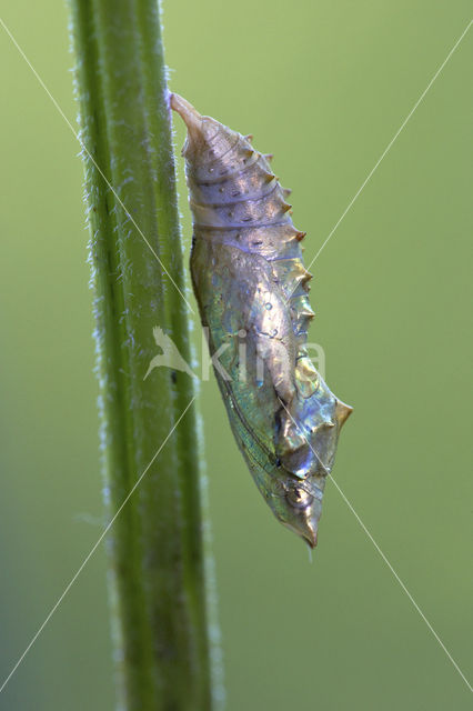 Kleine vos (Aglais urticae)