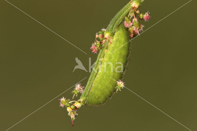 Small Copper (Lycaena phlaeas)