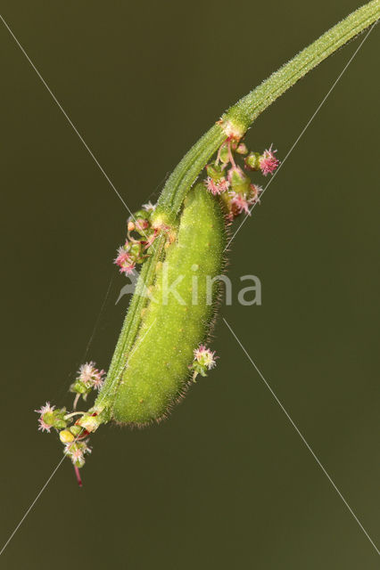 Small Copper (Lycaena phlaeas)