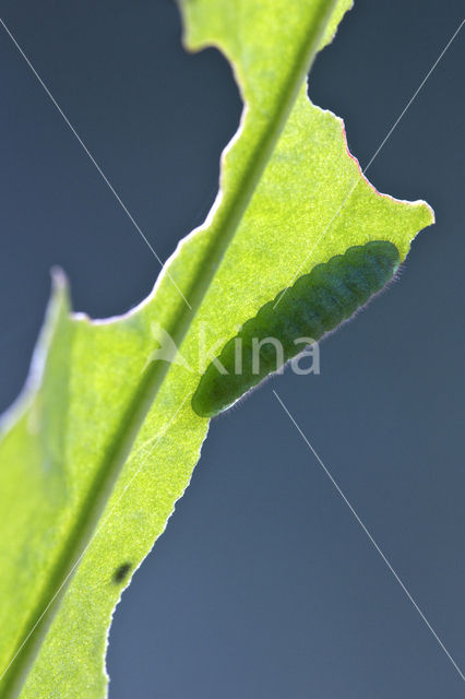 Kleine vuurvlinder (Lycaena phlaeas)