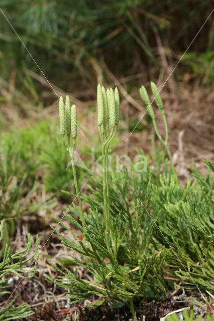 Flat-stemmend Clubmoss (Diphasiastrum tristachyum)