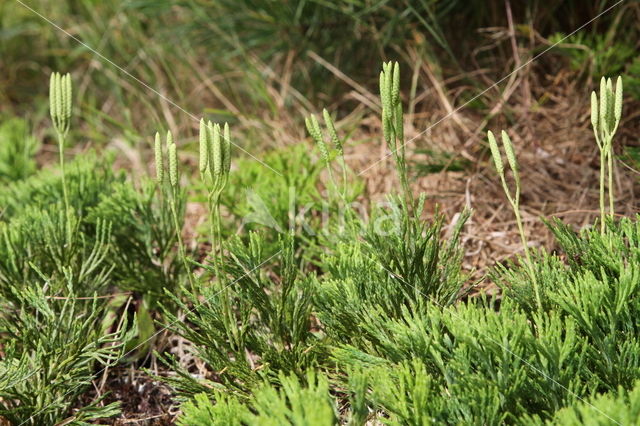 Flat-stemmend Clubmoss (Diphasiastrum tristachyum)