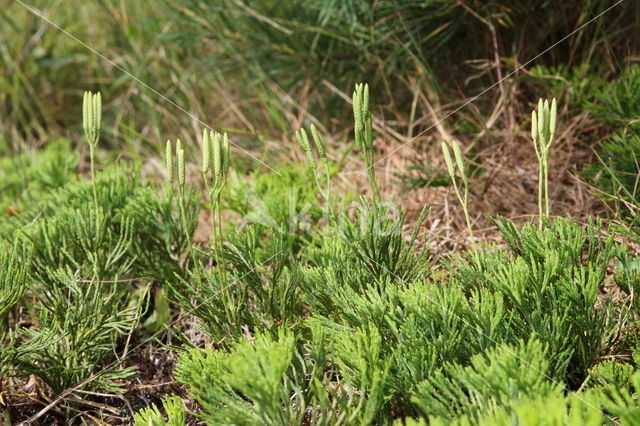 Flat-stemmend Clubmoss (Diphasiastrum tristachyum)