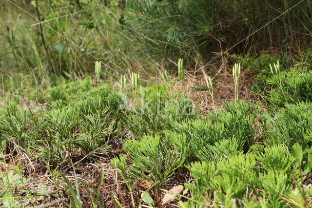 Flat-stemmend Clubmoss (Diphasiastrum tristachyum)