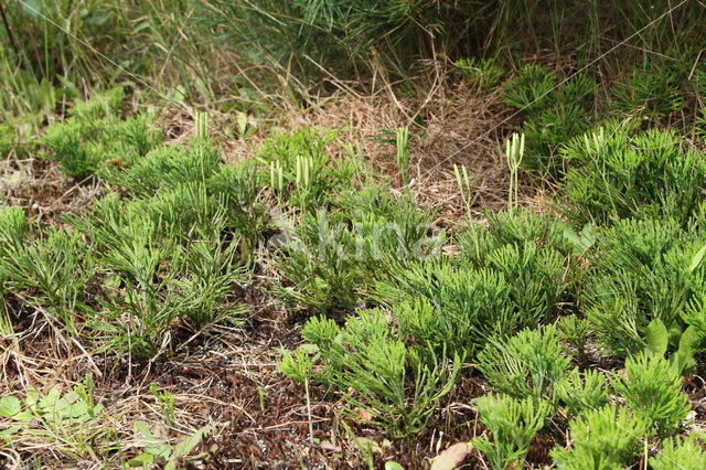 Flat-stemmend Clubmoss (Diphasiastrum tristachyum)