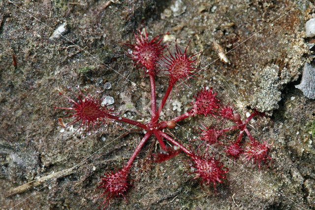 Kleine zonnedauw (Drosera intermedia)