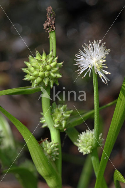 Kleinste egelskop (Sparganium natans)