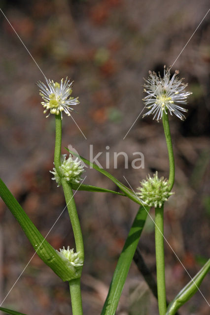 Kleinste egelskop (Sparganium natans)