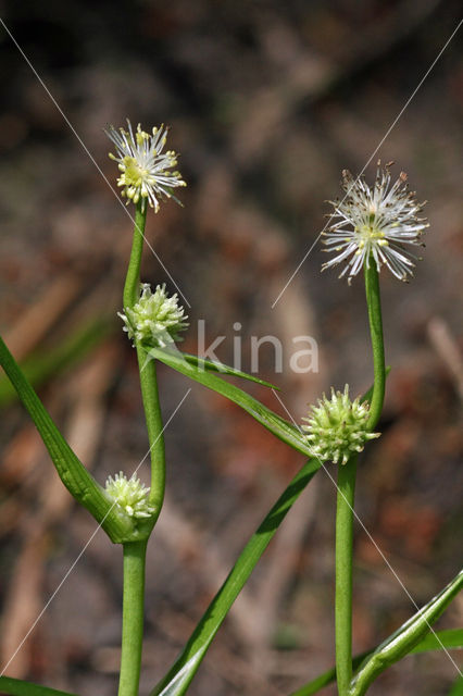 Kleinste egelskop (Sparganium natans)