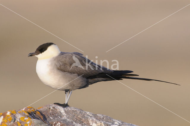 Long-tailed Jaeger (Stercorarius longicaudus)