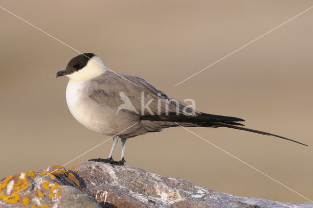 Long-tailed Jaeger (Stercorarius longicaudus)