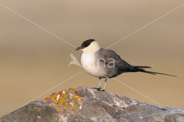 Long-tailed Jaeger (Stercorarius longicaudus)