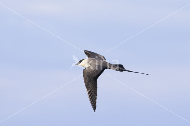 Long-tailed Jaeger (Stercorarius longicaudus)