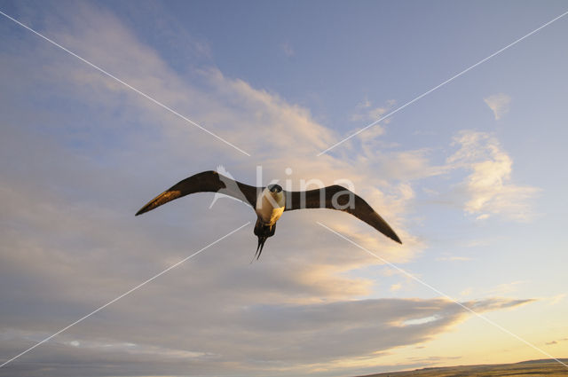 Kleinste Jager (Stercorarius longicaudus)