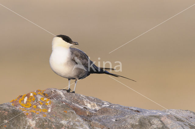 Long-tailed Jaeger (Stercorarius longicaudus)