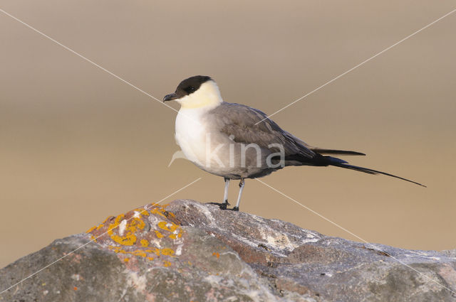 Long-tailed Jaeger (Stercorarius longicaudus)