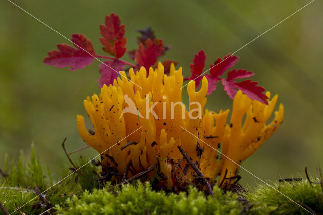 Kleverig koraalzwammetje (Calocera viscosa)