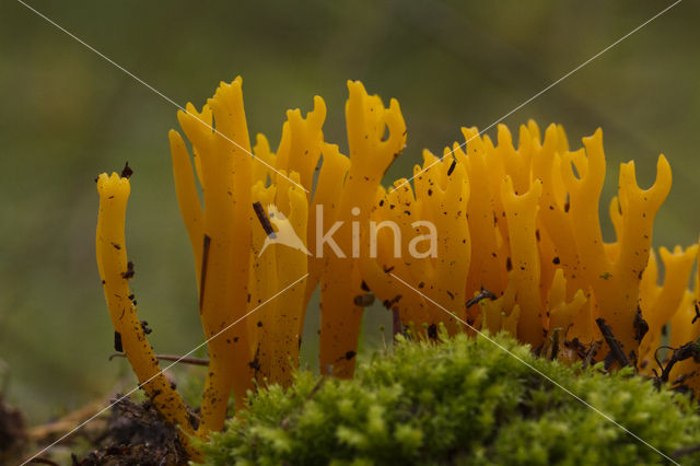 Yellow turning fork (Calocera viscosa)