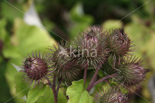 Burdock (Arctium spec.)