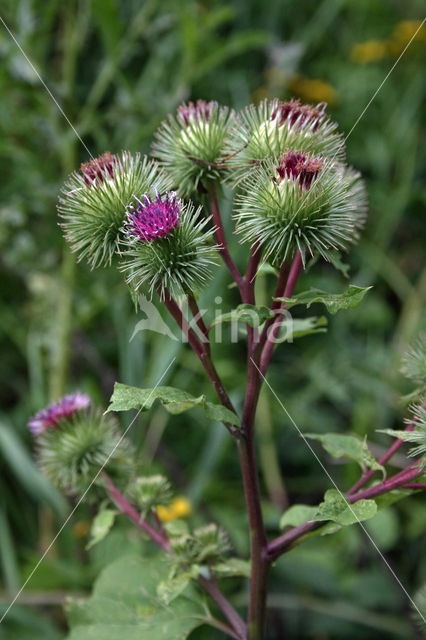 Burdock (Arctium spec.)