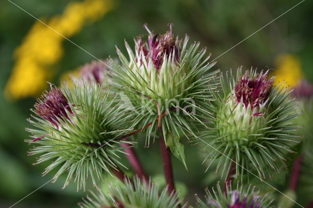 Burdock (Arctium spec.)