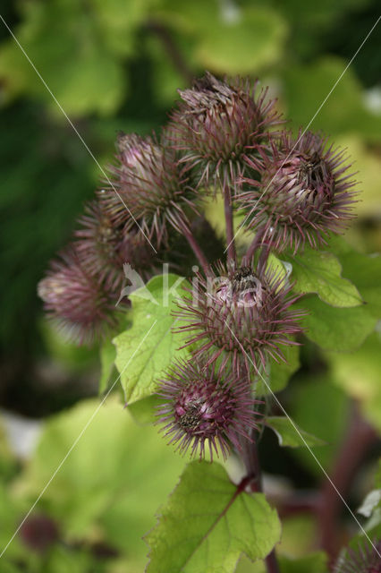 Burdock (Arctium spec.)