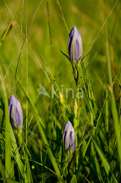 Marsh Gentian (Gentiana pneumonanthe)