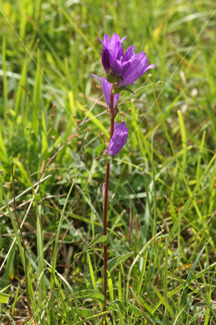 Clustered Bellflower (Campanula glomerata)