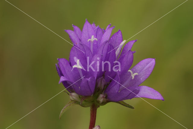 Clustered Bellflower (Campanula glomerata)