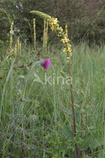 Knikkende distel (Carduus nutans)