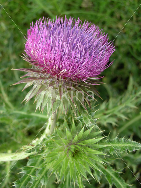 Knikkende distel (Carduus nutans)