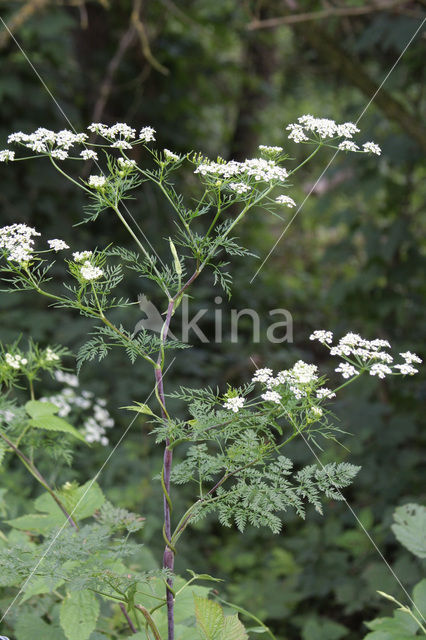 Bulbous Chervil (Chaerophyllum bulbosum)