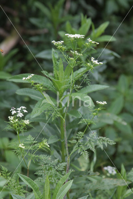 Bulbous Chervil (Chaerophyllum bulbosum)