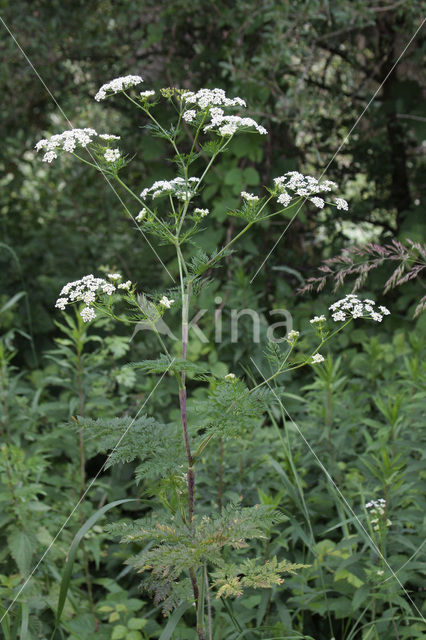 Bulbous Chervil (Chaerophyllum bulbosum)