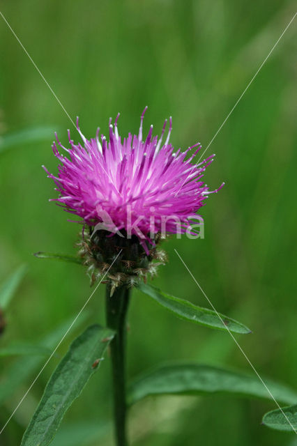 Brown Knapweed (Centaurea jacea)