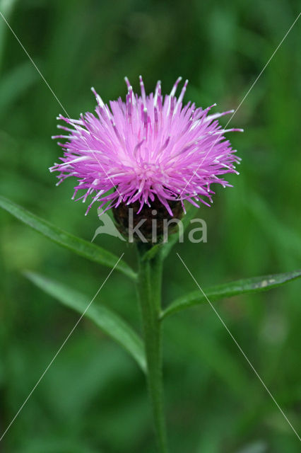 Brown Knapweed (Centaurea jacea)