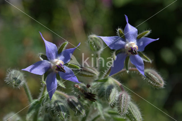 Borage (Borago officinalis)