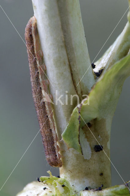 Kompassla-uil (Hecatera dysodea)