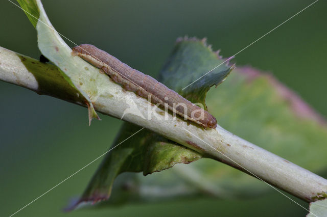 Kompassla-uil (Hecatera dysodea)