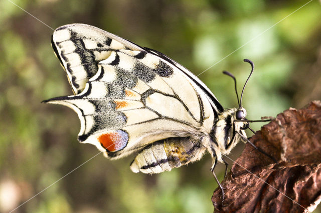 Swallowtail (Papilio machaon)