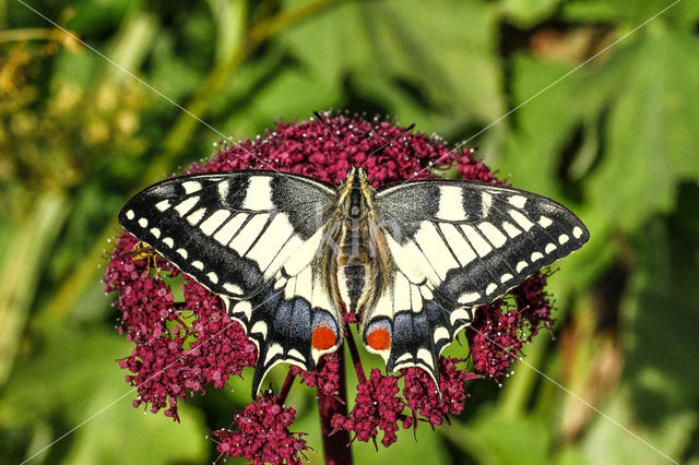 Swallowtail (Papilio machaon)