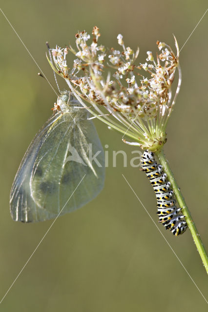 Swallowtail (Papilio machaon)