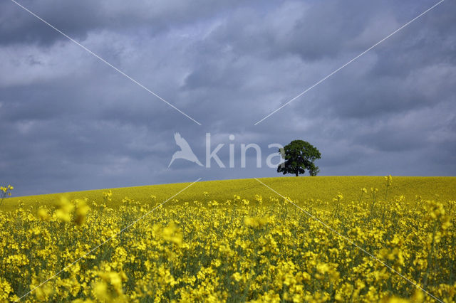 Koolzaad (Brassica napus)