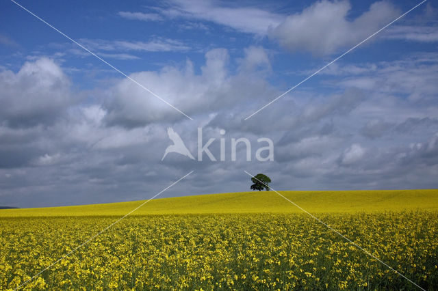 Koolzaad (Brassica napus)