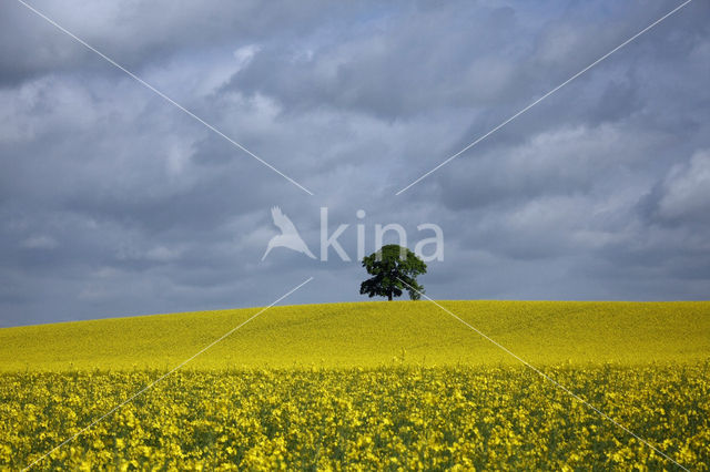 Koolzaad (Brassica napus)