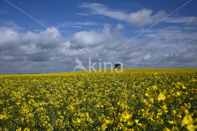 Koolzaad (Brassica napus)