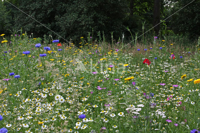 Korenbloem (Centaurea cyanus)