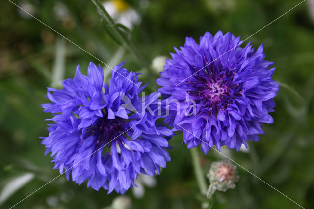 Korenbloem (Centaurea cyanus)