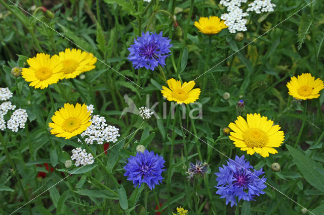 Cornflower (Centaurea cyanus)